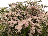 thumb_C2C_047.jpg