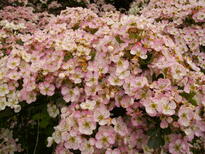 thumb_C2C_048.jpg