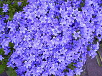 thumb_C2C_058.jpg