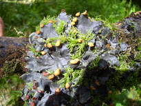 thumb_07c2cd_031.jpg