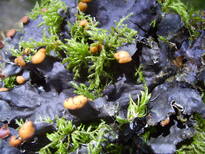 thumb_07c2cd_032.jpg