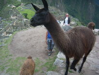 thumb_07lland_220.jpg