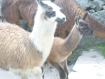 thumb_07lland_224.jpg