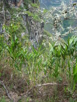 thumb_07lland_230.jpg
