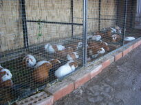 thumb_07lland_403.jpg
