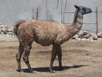 thumb_07lland_420.jpg