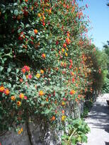 thumb_07lland_449.jpg