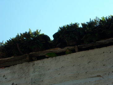 thumb_nic_granada-ometepe_042.jpg