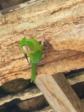 thumb_nic_granada-ometepe_043.jpg