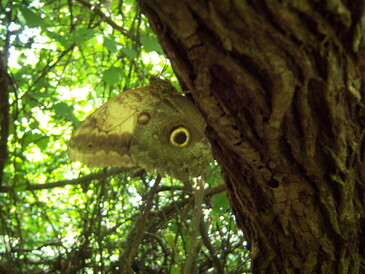 thumb_nic_granada-ometepe_051.jpg