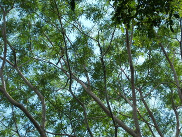 thumb_nic_granada-ometepe_052.jpg