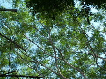 thumb_nic_granada-ometepe_053.jpg