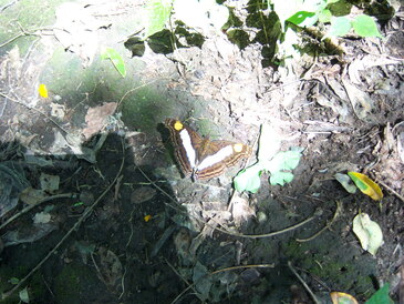 thumb_nic_granada-ometepe_055.jpg