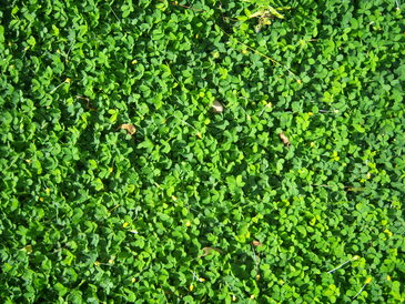 thumb_nic_granada-ometepe_084.jpg