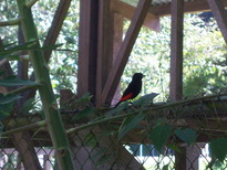 thumb_07costa_rica_036.jpg