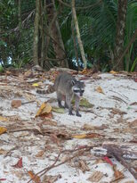 thumb_07costa_rica_037.jpg