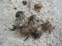 thumb_07costa_rica_039.jpg