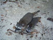 thumb_07costa_rica_041.jpg