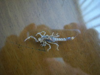 thumb_07costa_rica_048.jpg