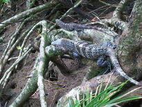thumb_07costa_rica_050.jpg