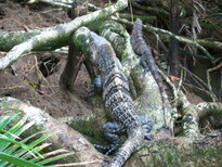 thumb_07costa_rica_051.jpg