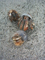 thumb_07costa_rica_056.jpg