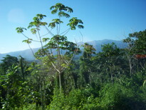 thumb_07costa_rica_097.jpg