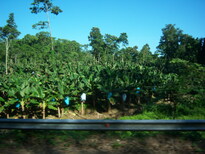 thumb_07costa_rica_100.jpg