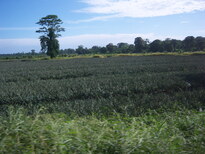 thumb_07costa_rica_106.jpg