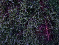 thumb_07nic_062.jpg