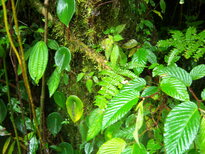 thumb_07nic_078.jpg