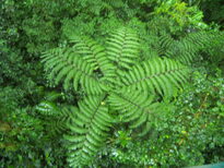 thumb_07nic_101.jpg