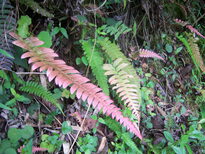 thumb_07costa_rica_492.jpg