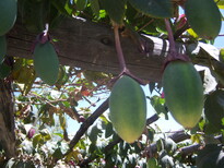 thumb_07costa_rica_665.jpg