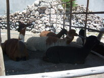 thumb_07costa_rica_682.jpg