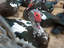 thumb_07costa_rica_740.jpg