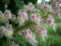 thumb_0805May_end_043.jpg