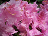 thumb_0805May_end_046.jpg