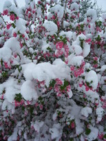 thumb_08044snow_CBay_021.jpg