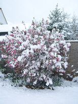 thumb_08044snow_CBay_023.jpg