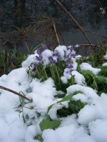 thumb_08044snow_CBay_031.jpg