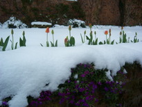 thumb_08044snow_CBay_036.jpg