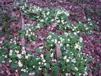 thumb_08044snow_CBay_042.jpg