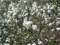 thumb_08044snow_CBay_046.jpg