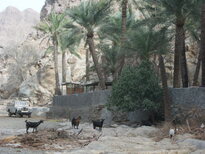 thumb_0806Dubai_049.jpg