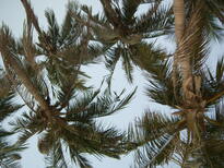 thumb_0806Dubai_138.jpg