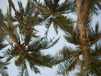 thumb_0806Dubai_139.jpg
