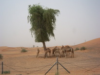 thumb_0806dubai2_041.jpg