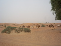 thumb_0806dubai2_042.jpg