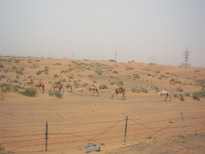 thumb_0806dubai2_045.jpg